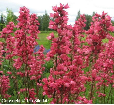  Heuchera 'Hans'